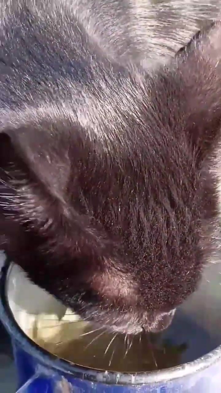 Барсик спасся от погони! Соседка забрала бандитов! 😸😻 смотреть онлайн