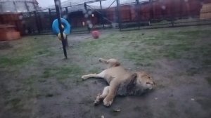 BHRL4073 Шархан 30.10.2025 Видео от Ивана