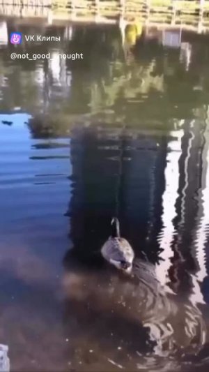 Засмеялся - подписался #юмор #смешноевидео #приколы #мемы #смехдослез #ржач #лол #комедия