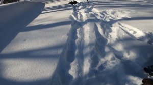 В поисках хариуса