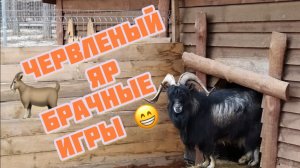 Брачные игры животных 😁