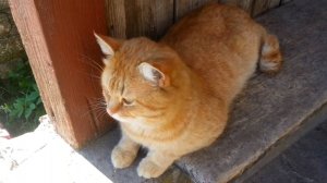 Мишка на крыльце