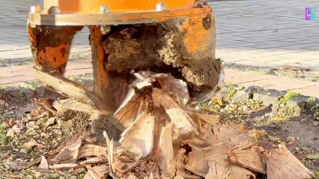 В Керчи продолжаются работы по удалению пней после сноса аварийных деревьев смотреть онлайн