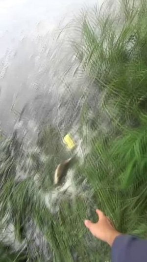 Куча подлещика на сеть дорожку и лодка не нужна!