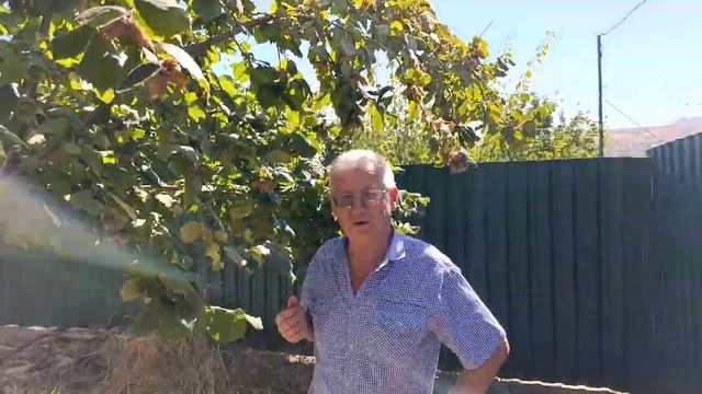 Фундук Трапезунд.Николай Винтер о прививках фундука. смотреть онлайн