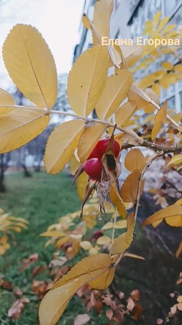 Рефтинский. смотреть онлайн