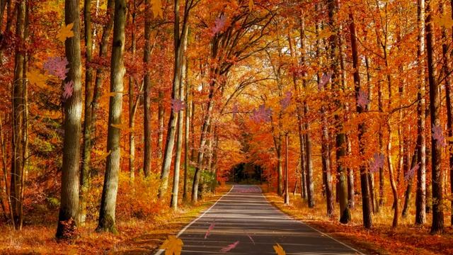 ОСЕНЬ ЗОЛОТАЯ - ФУТАЖ смотреть онлайн