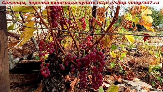 ❗️❗️Виноград сохранившийся до 26.10 на кустах - Кишмиш Эйнсет, созревший в конце июля! Не осыпается.