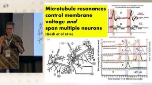 Майк Уист. Старая теория, новые доказательства. Микротрубочки — субстрат квантового сознания