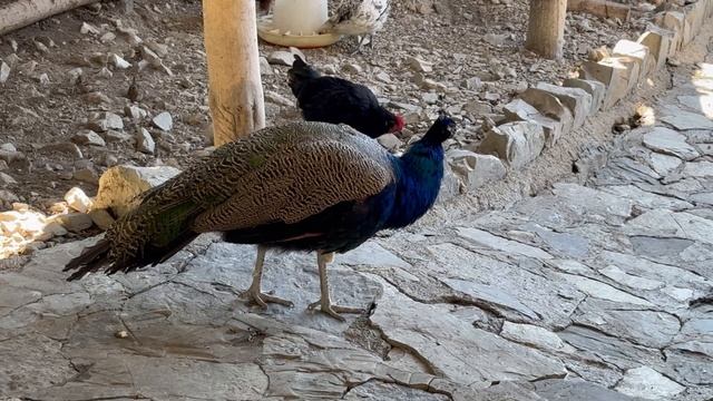 Геленджик. Зоопарк