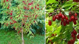 КАК САЖАТЬ КИЗИЛ