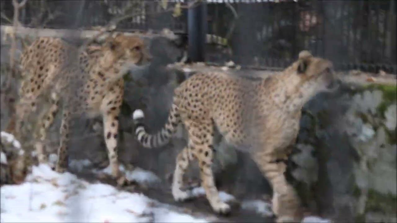 Гепарды ходят друг за другом 27.10.2025 смотреть онлайн