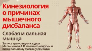 Кинезиология о причинах мышечного дисбаланса. Слабая и сильная мышца. Запись трансляции с курса