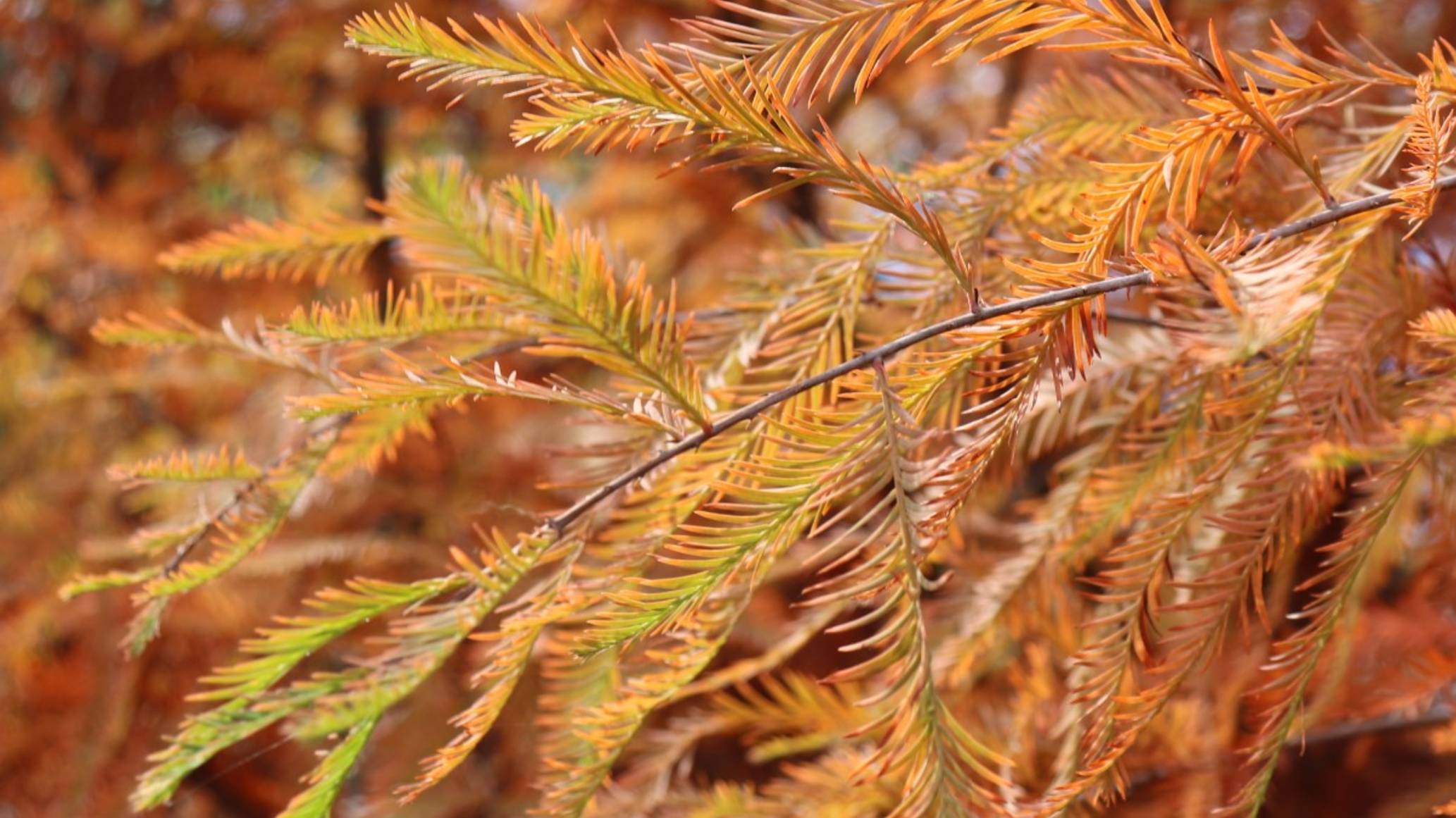 Мой сад в конце октября.