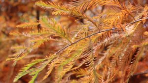 Мой сад в конце октября.