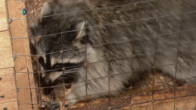 Созидатели. Страус Вася. 28.10.2025 смотреть онлайн