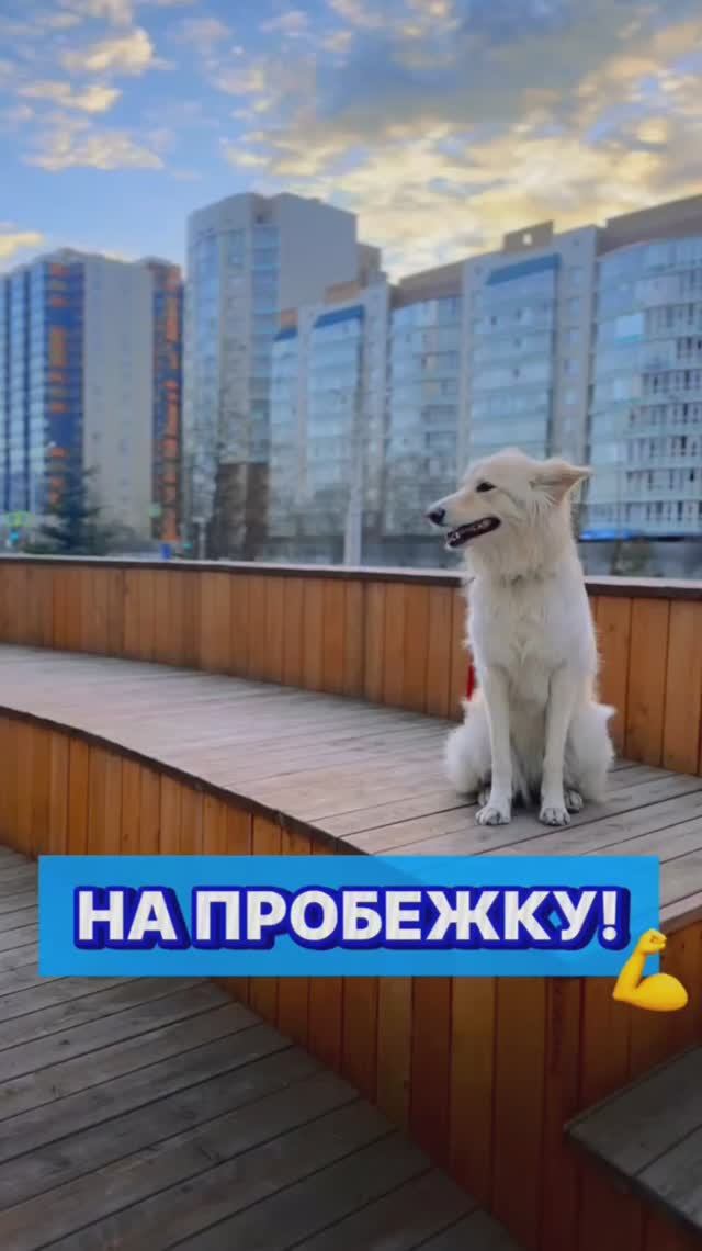 А вы как спортом занимаетесь?😂 #собака #животные #питомцы #юмор #спорт #собаки #развлечения