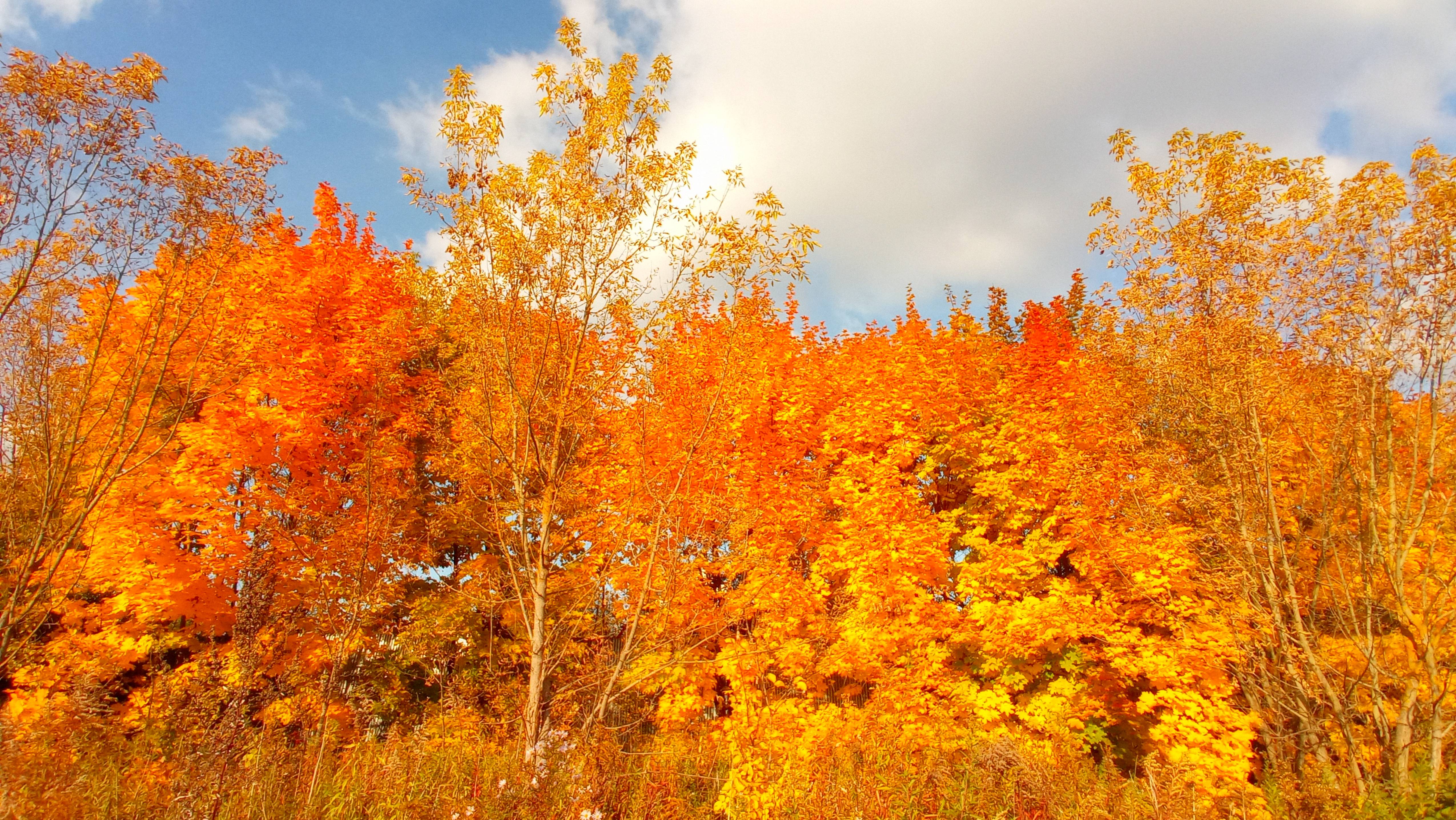 Осенние краски Подмосковья. Секретные места. Река Десна. Дубровицы. смотреть онлайн