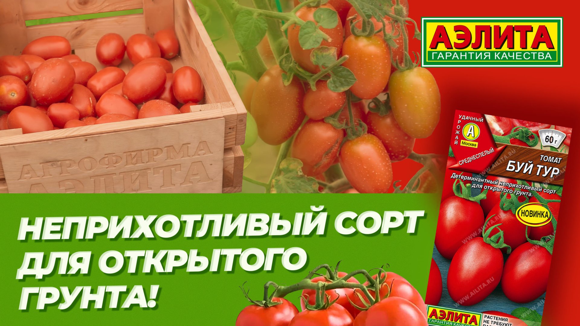 Низкорослый СОРТ ТОМАТА для ОТКРЫТОГО ГРУНТА - БУЙ ТУР