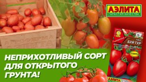Низкорослый СОРТ ТОМАТА для ОТКРЫТОГО ГРУНТА - БУЙ ТУР