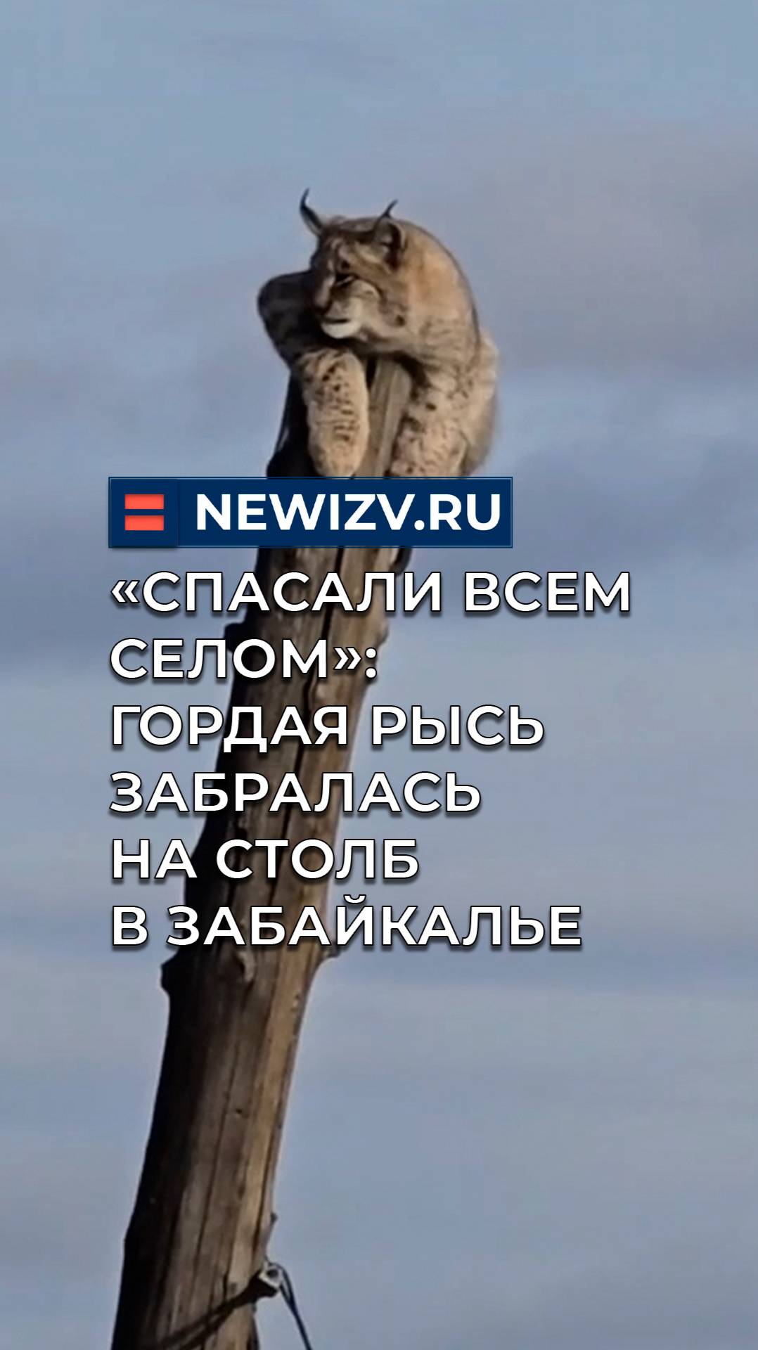 «Спасали всем селом»: гордая рысь забралась на столб в Забайкалье смотреть онлайн