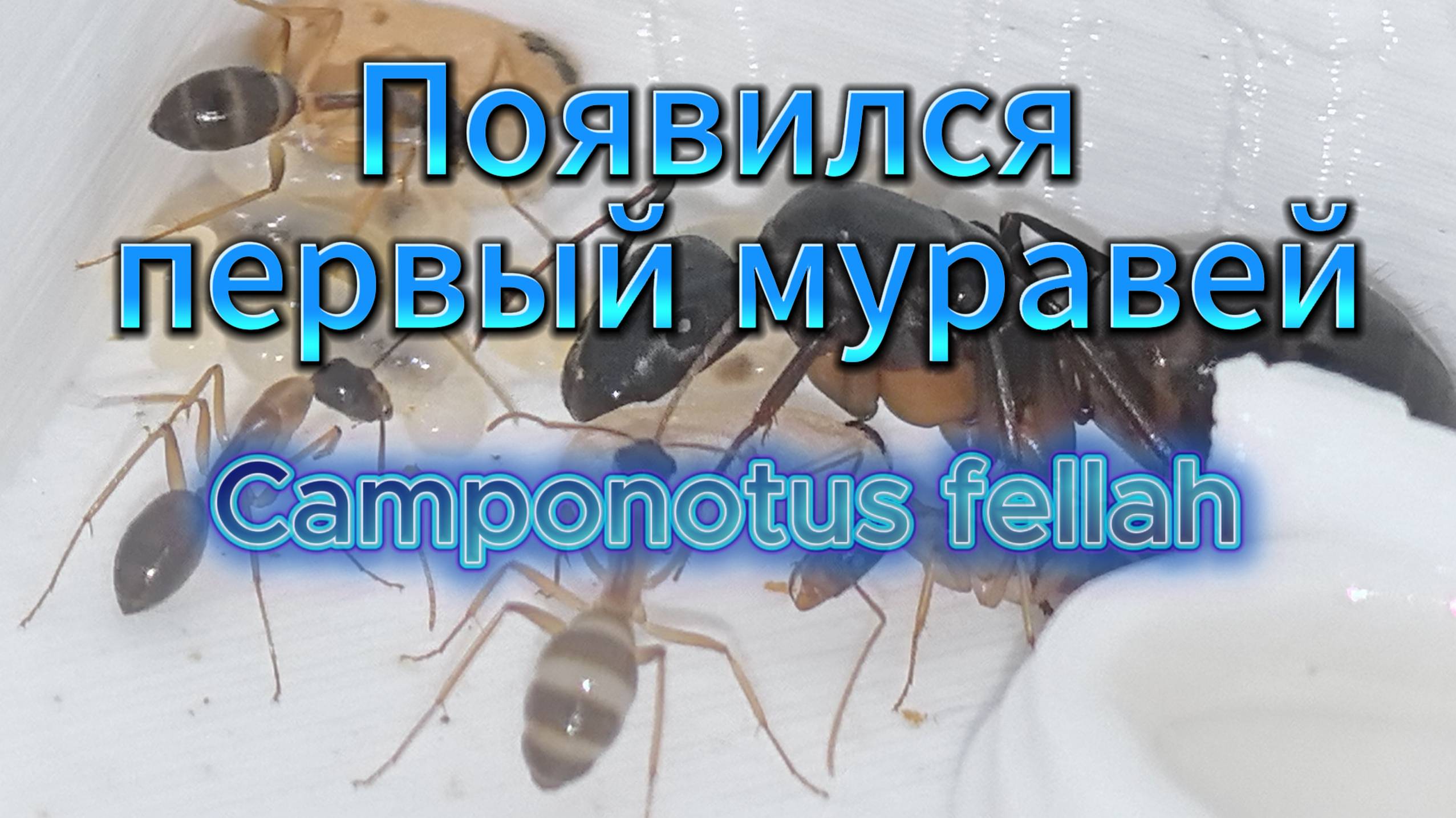 «Camponotus fellah: от расплода до первого рождения 🐜» смотреть онлайн