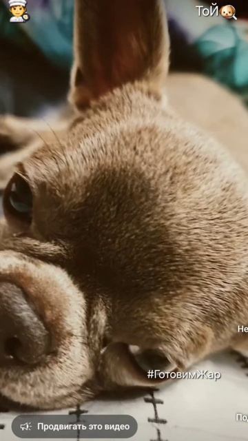 Чихуахуа #чихуахуа #рек #рекомендации #лайк #музыка #любовь #подписка смотреть онлайн