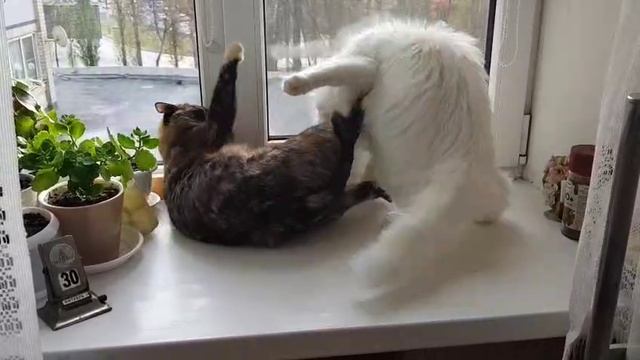 Леся и Сёма - Месть блондина смотреть онлайн