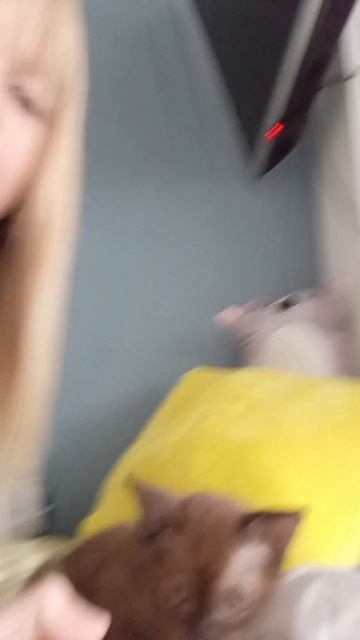 кошка 🐱🐱🐱🐱🐱🐱