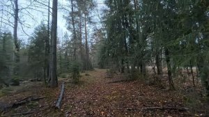 Чем полезен осенний лес?