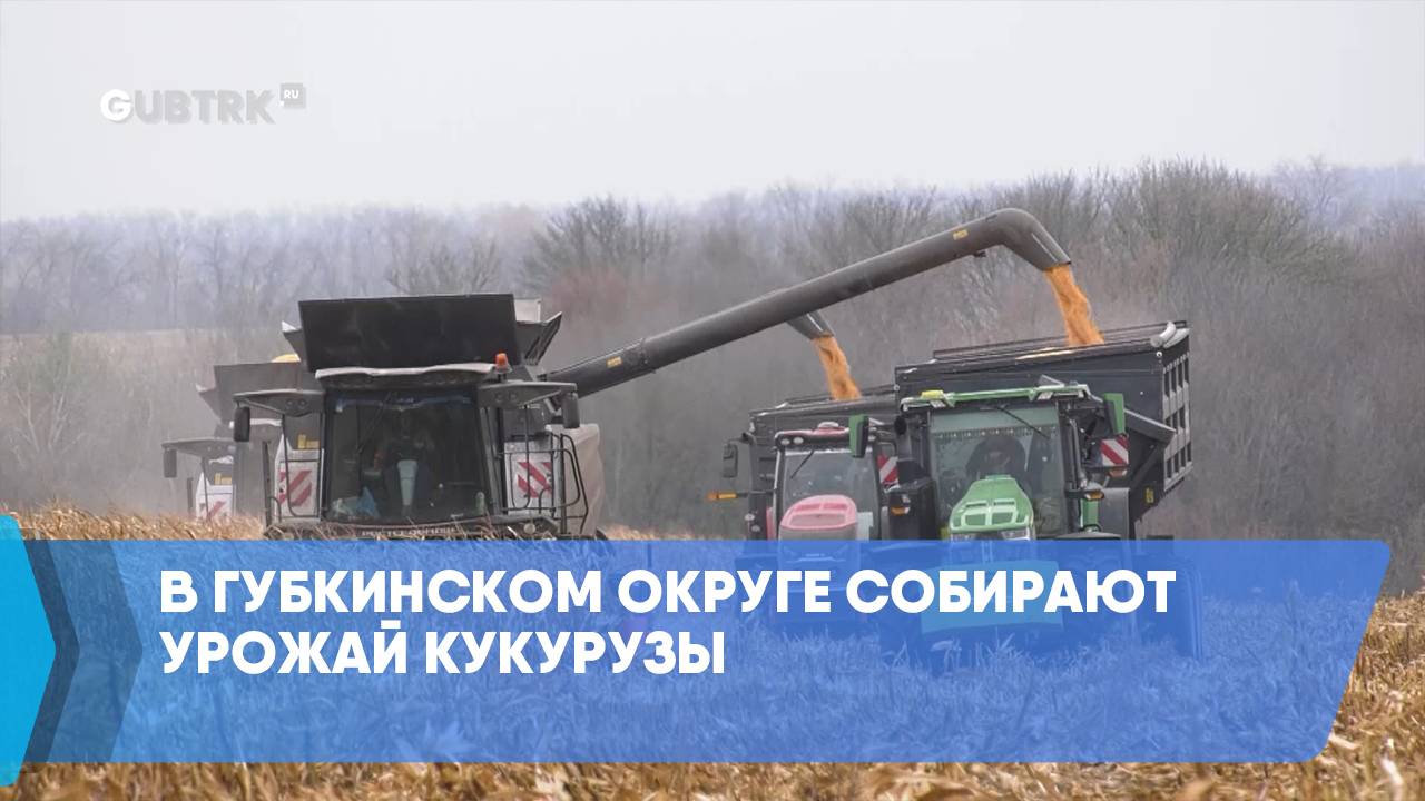 В Губкинском округе собирают урожай кукурузы смотреть онлайн