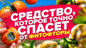 ЧЕМ СПАСТИ РАСТЕНИЯ ОТ ФИТОФТОРЫ