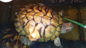 Красноухие черепахи 🐢 утро 30-10-2025