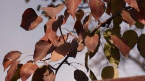 Мягкие лапки | Волонтерство