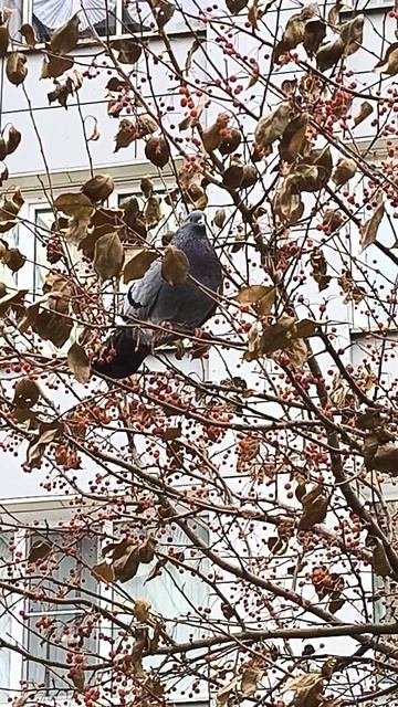 Голубь на ветке... смотреть онлайн