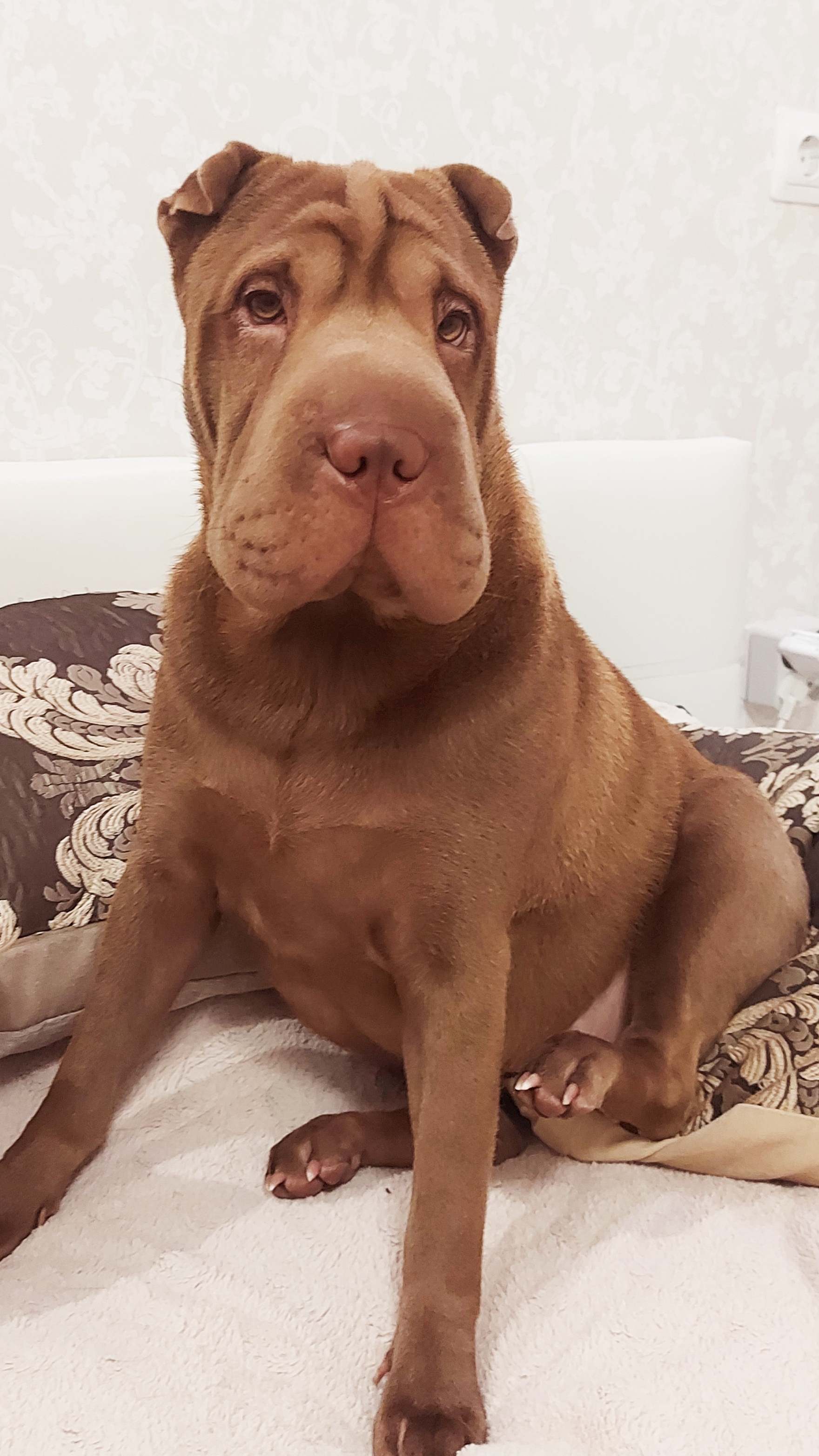 Басенька встречает с работы🤎Моя безусловная любовь💕#шарпей смотреть онлайн