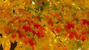 Листья желтые.