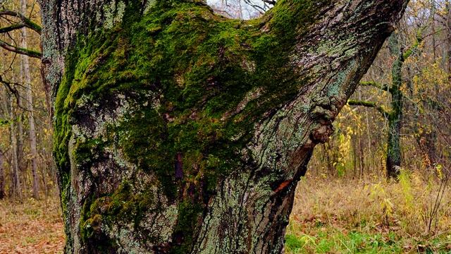 Дневник натуралиста: наблюдение за природой в средней полосе России Октябрь 2025г