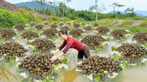 Неугомонная Хуонг. Сбор больших улиток в пруду. Везу продавать на сельский рынок.