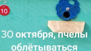30 октября, 25 года, пчелы облётываться.