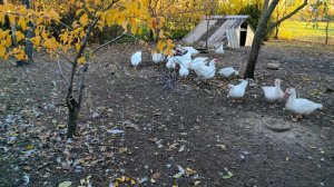 Дела делаются. Жизнь станичная на пенсии.