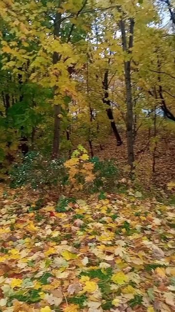 Дождливая осень