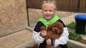 экскурсия по питомнику пуделей