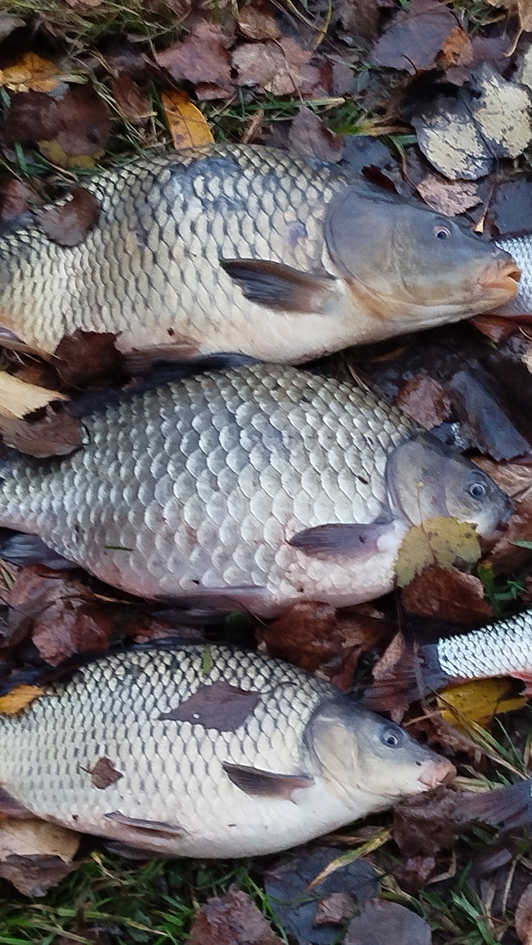 КАРП КАРАСЬ В НОЯБРЯ НА ФИДЕР смотреть онлайн