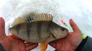 НАШЕЛ КОРЯЖКУ, О КОТОРОЙ МЕЧТАЛ! ОКУНИ КАБАНЫ НА МАЛЕНЬКИЙ БАЛАНСИР (декабрь 21)