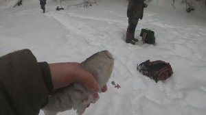 Хариус на веснянку зимой.