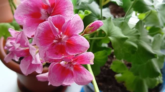 Уход за Королевской Пеларгонией смотреть онлайн