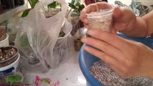 Реанимация алоказии Жаклин.Пересадка Жаклин,,Сабрины