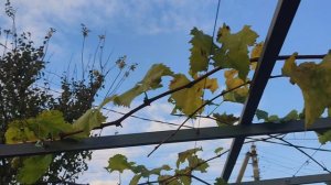 Способы обрезки технических сортов винограда