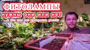 Свет - нужен он растениям или нет